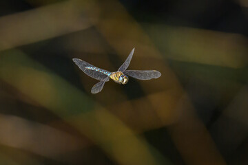 A colorful migrant hawker flying over water