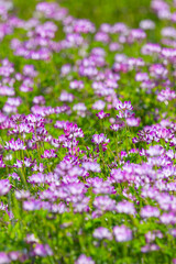 一面に咲いた蓮華の花