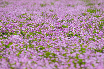一面に咲いた蓮華の花