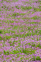 Naklejka premium 一面に咲いた蓮華の花