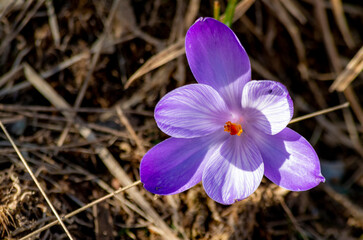 Splendidi crochi o bucaneve a primavera in montagna