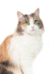 Bright fluffy funny cat isolated on the white background