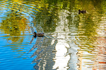 Ducks in the lake in the water with a colored reflection.