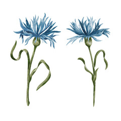 Cornflowers. Floral pattern. Watercolor cornflowers. Wildflowers. Design for textile, fabric, wrapping and scrapbooking.