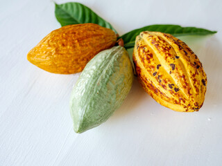 Ripe yellow cacao pod, fresh ripe cacao and green raw cacao fruit on white wooden background