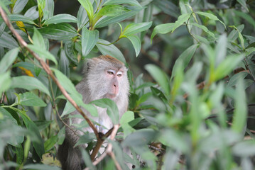 A  monkey sitting on a tree 