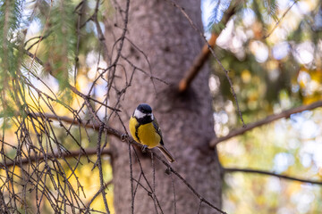 The bird tit is sitting on a tree branch.
