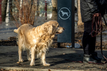 The breed of dog is a golden retriever in the park.