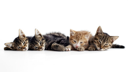 Three kittens resting together, two striped and one ginger, white background.