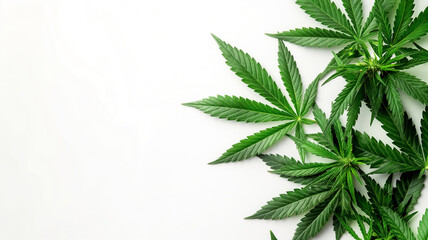 Cannabis leaves spread out on a white background, with visible foliage.