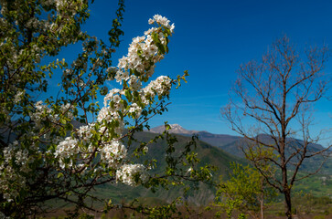 Albero in fiore e il monte Cimone sullo sfondo