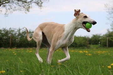 Obraz na płótnie Canvas funny brown white galgo is running in the garden with dandelions with a green ball in the mouth