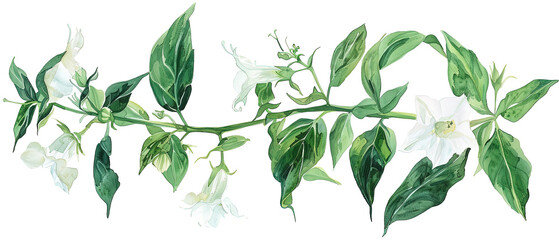 a painting of a plant with white flowers and green leaves