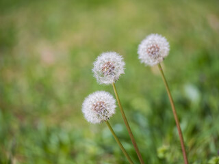 綿毛になった蒲公英