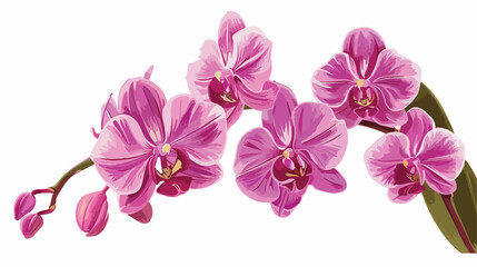 Fototapeta na wymiar Pink orchid isolated flat vector isolated on white background