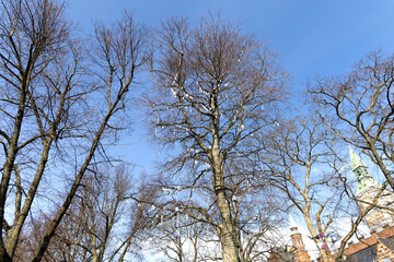 Trunk and branches of a tree without leaves decorated with small mirrors