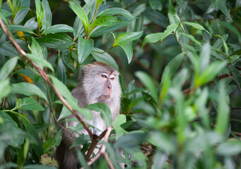 A  monkey sitting on a tree 