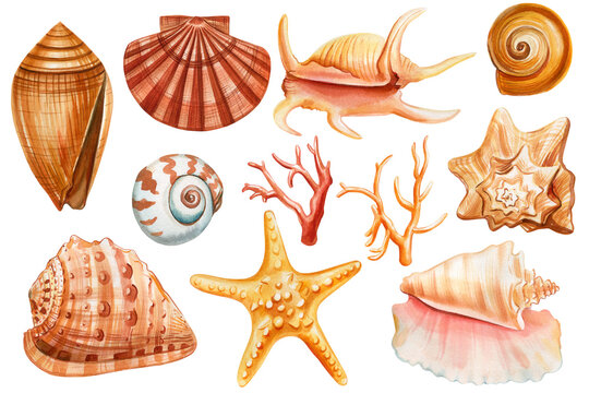 Set Seashells, coral, starfish isolated background, watercolor illustration hand drawing painting, summer sea clipart