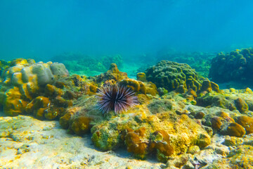 Several sea urchins with white and black spines move their spines merging into lump at the bottom tropical warm waters of coral reef