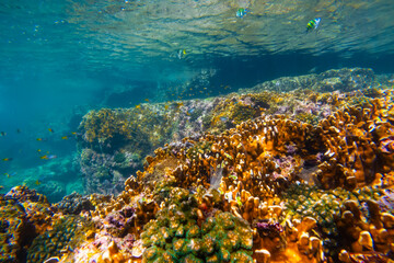 Underwater coral reef. View swim float coral reef starfish, habitat of biocenosis of exotic marine tropical animals