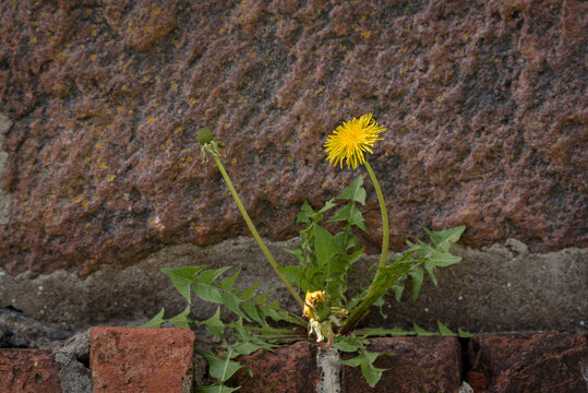 SONCHUS - Sunny flowers on the stone wall