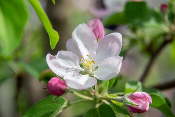 close - up of the apple tree in the garden in spring. macro photo of apple tree with white flowers.