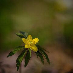 EARL SPRING - The first flowers in park