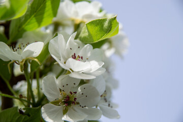 white pear flowers in spring in the garden