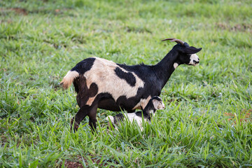 goat spotted with cub in a green pasture