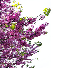 Branches avec fleurs roses de l'arbre de Judée ( cercis siliquastrum ) détourées sur un fond...