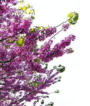 Branches avec fleurs roses de l'arbre de Jud&eacute;e ( cercis siliquastrum ) d&eacute;tour&eacute;es sur un fond transparent