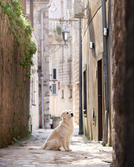 Golden Retriever dog sits on an ancient cobblestone street, enveloped by the warmth of historical buildings
