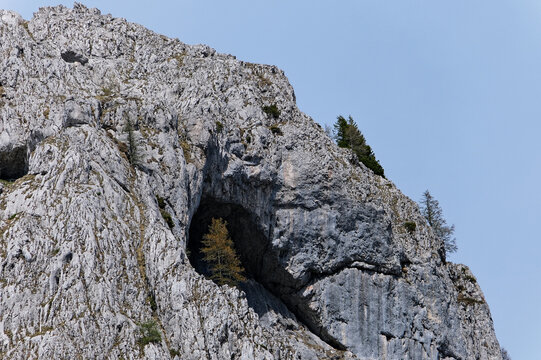 a tree infront of a cave in the mountains