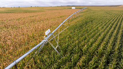 Modern pivot irrigation system in cornfield. A sprinkler system, agriculture technology.