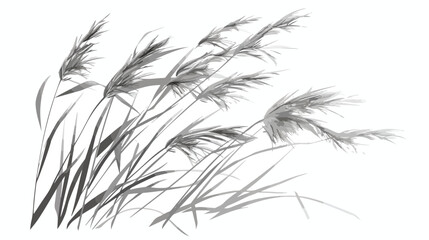 Reeds plant vector isolated grayscale icon - obrazy, fototapety, plakaty