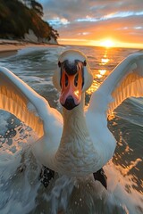 majestic swan flying over the lake at sunset - 787161809