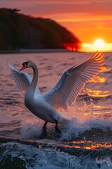 majestic swan flying over the lake at sunset