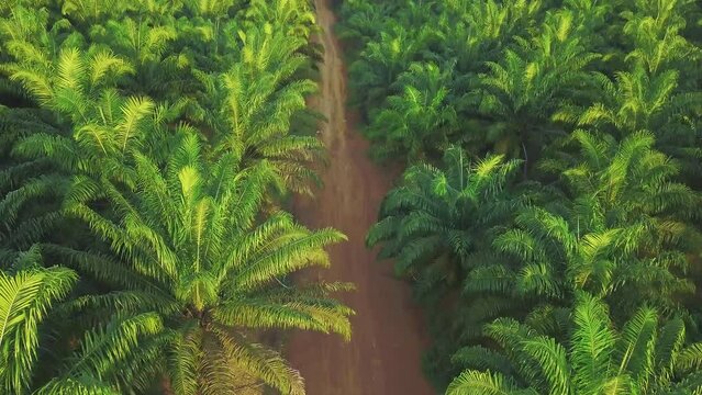 Aerial View Oil Palm Plantatation Tree Forest Agricurtural Industry
