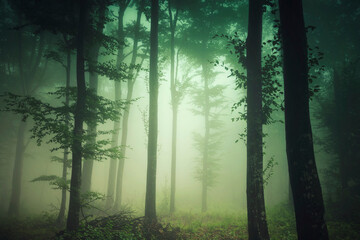 green forest in fog, nature background
