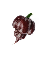 fresh brown extra hot carolina reaper chocolate pepper on a white background