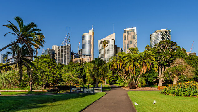 Sydney, Australia – Sydney skyline viewed from Royal Botanic Gardens in the evening sun
