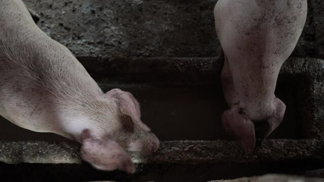 Breeder pig group with dirty snout on a farm in a pigsty animal farm indoors livestock industry