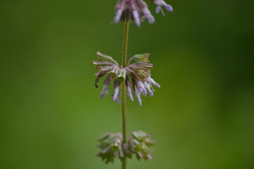 Lila Blüten auf grünem Hintergrund