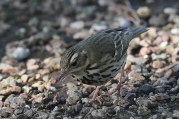 olive backed pipit in a forest