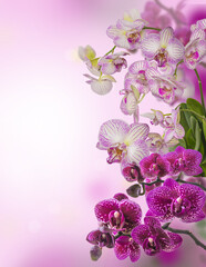 Background with blooming orchids.