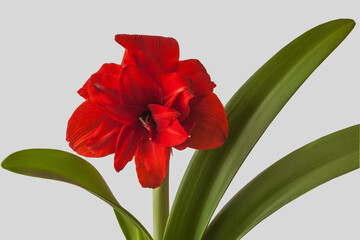 Hippeastrum (amaryllis) "Red Nymph"     on a grey background