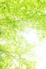 明るい木漏れ日