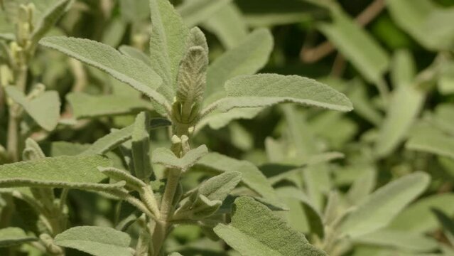 Phlomis italica is a genus of over 100 species of herbaceous plants, subshrubs and shrubs in the family Lamiaceae, native from the Mediterranean region east across central Asia to China.