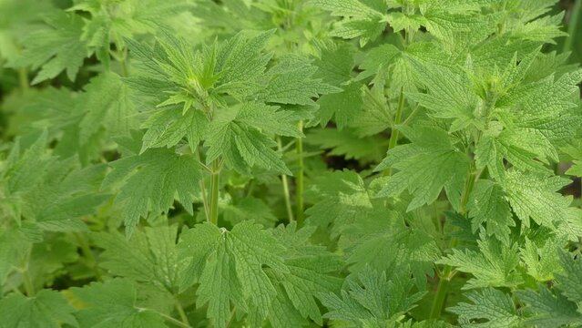 Leonurus cardiaca, known as motherwort, is an herbaceous perennial plant in the mint family, Lamiaceae. Other common names include throw-wort, lions ear, and lions tail.