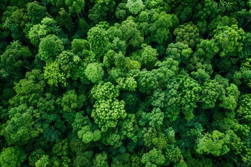 Aerial top view of green trees in forest. Drone view of dense green tree captures CO2. Green tree nature background for carbon neutrality and net zero emissions concept. Sustainable green environment